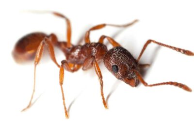 Are All Ants Bad? The Truth About These Tiny Creatures.