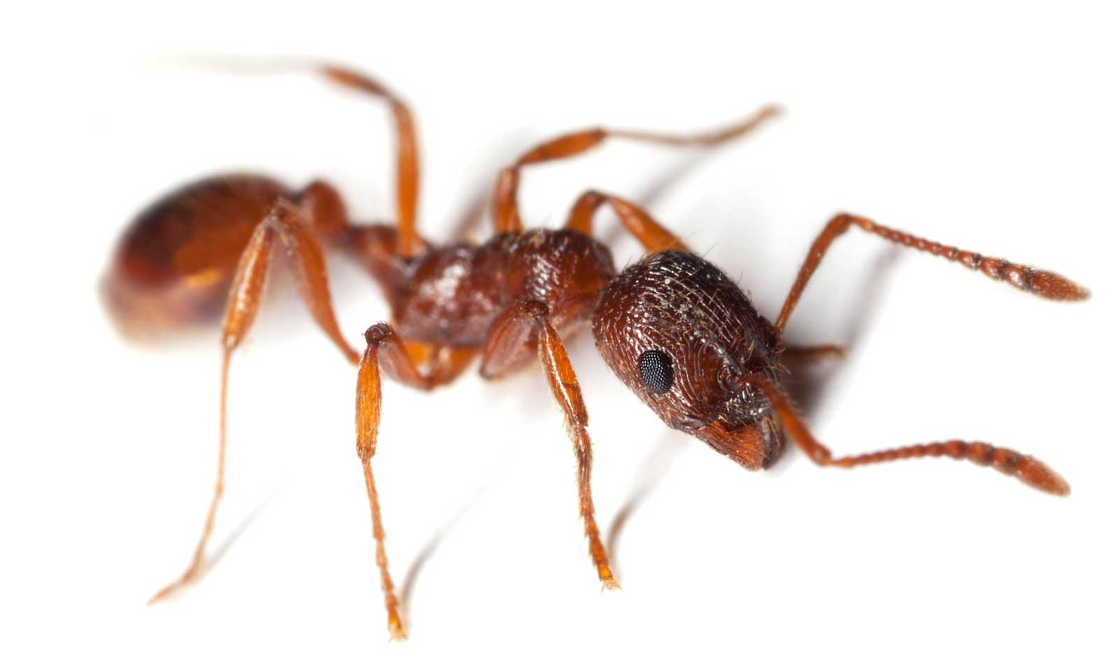 Are-All-Ants-Bad Ants