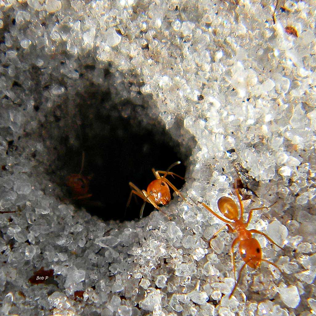 pyramid ants