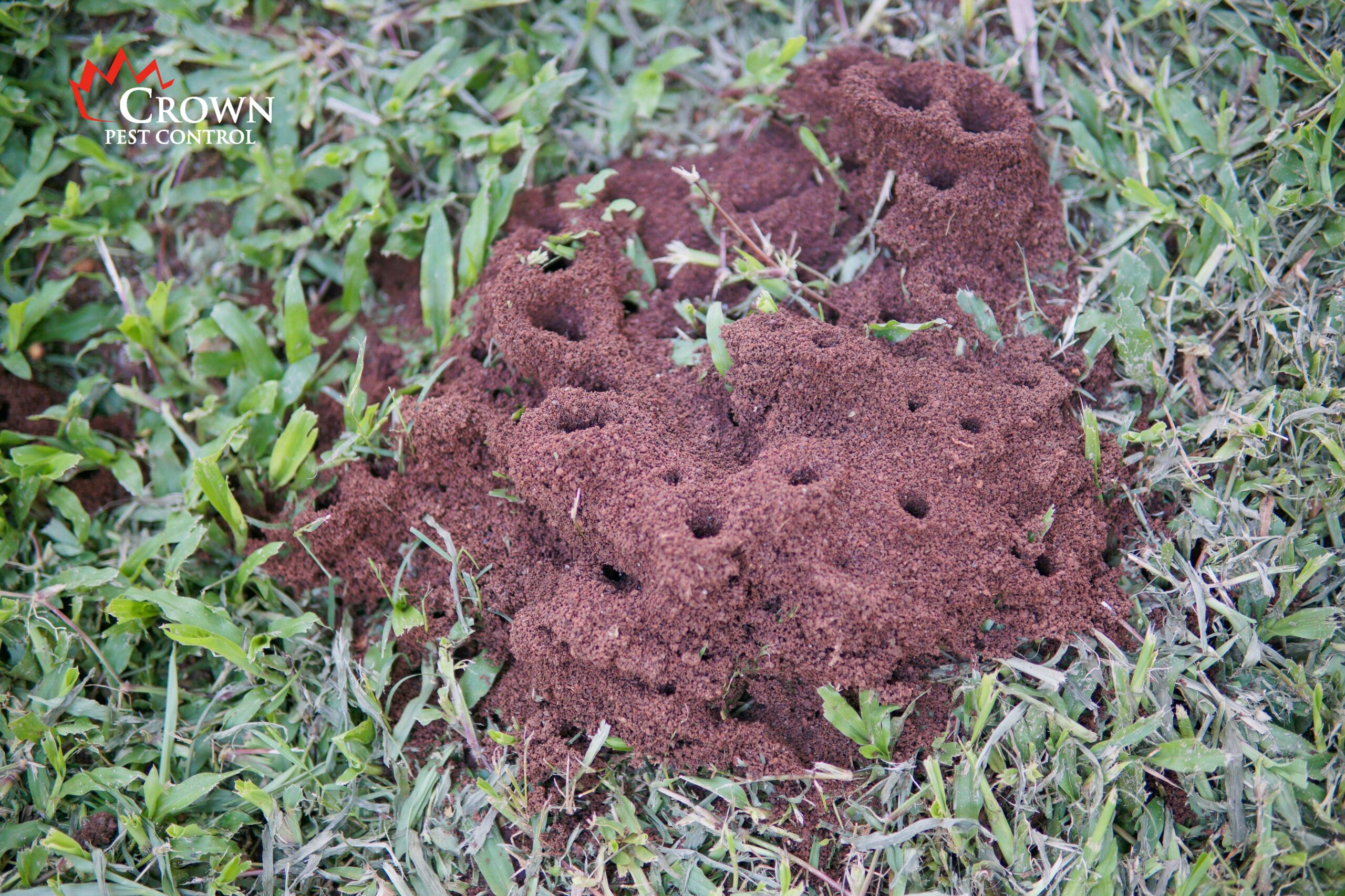fire-ant-mound-in-yard fire ant mound