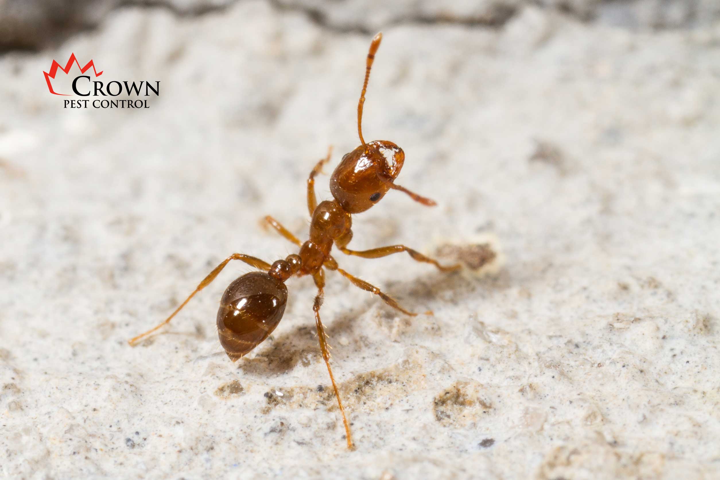 fire-ant fire ants