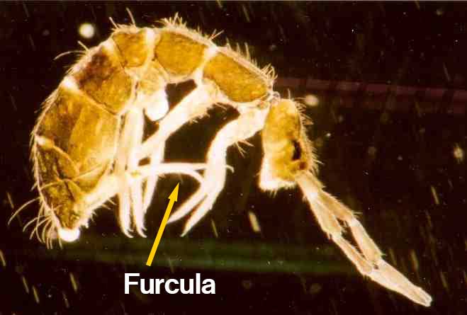 springtail furcula
