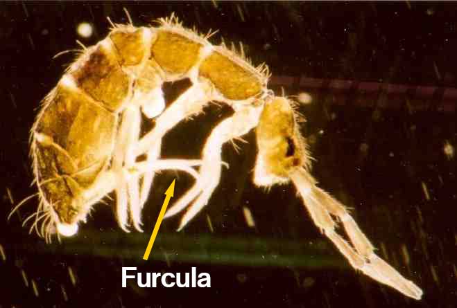 Do Springtails Bite? - What's That Bug?