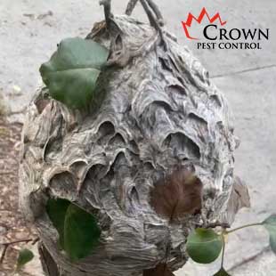European Hornets nest