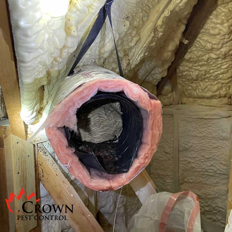 Hornets nest in ductwork