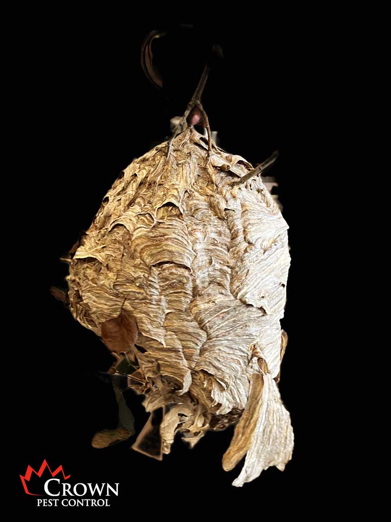 hornets nest woodpulp