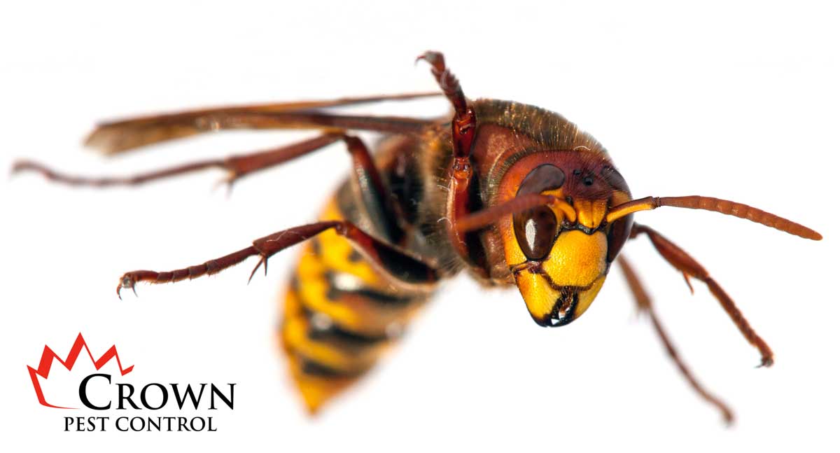 European Hornet Crown Pest Control