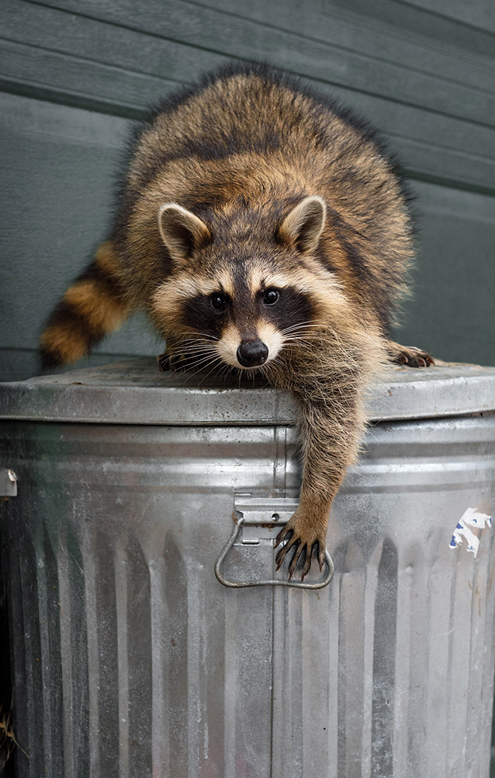 Raccoon (Procyon lotor) Reaches Down to Grab Handle of Garbage C Racoon on a trash can<br />