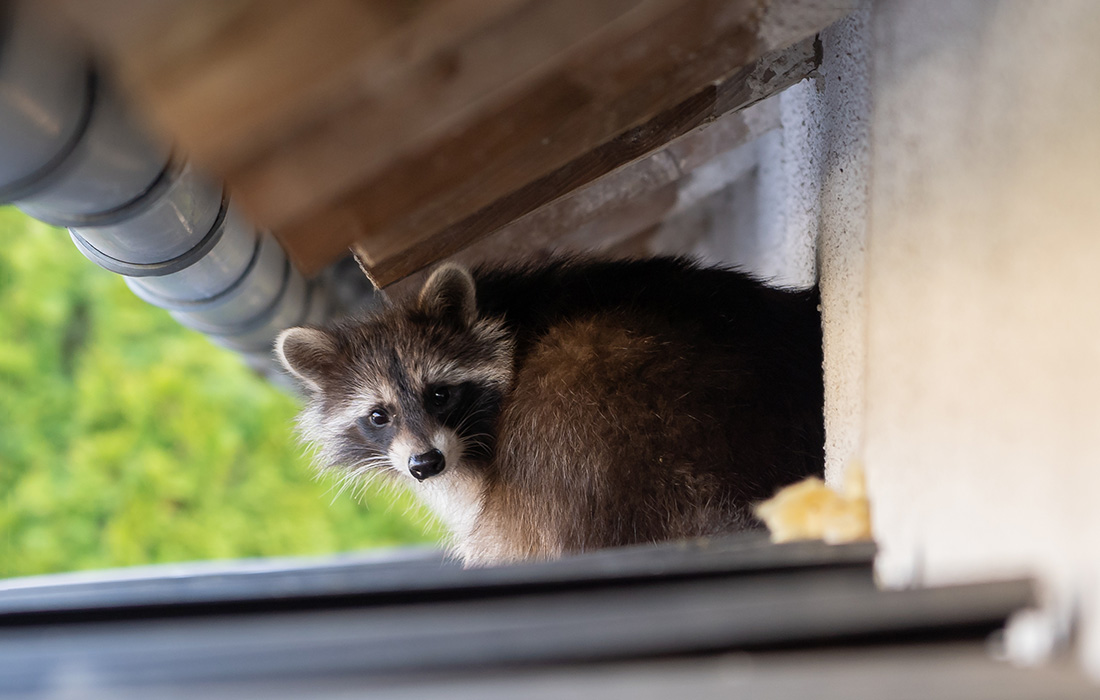 Wildlife Raccoon sits on a roof