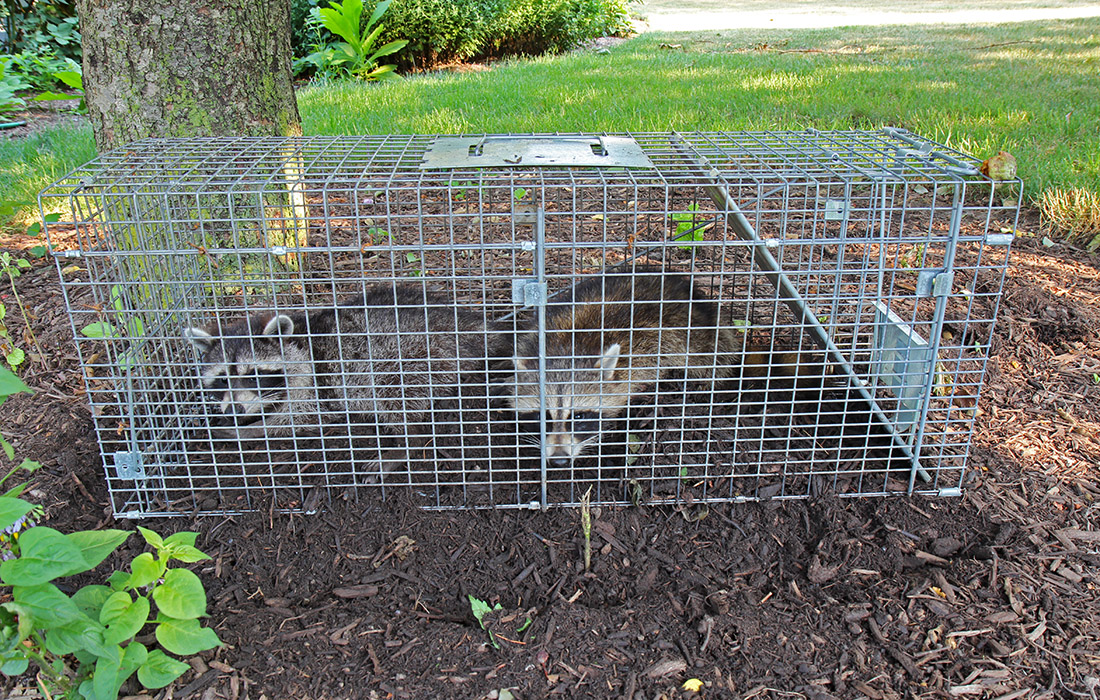 raccoons caught in a live trap in a homeowners back yard