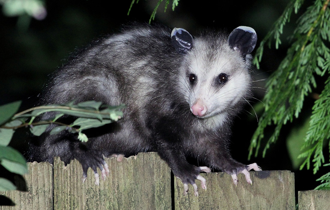 Virginia Opossum at Night Opossum on fence Crown Pest Control