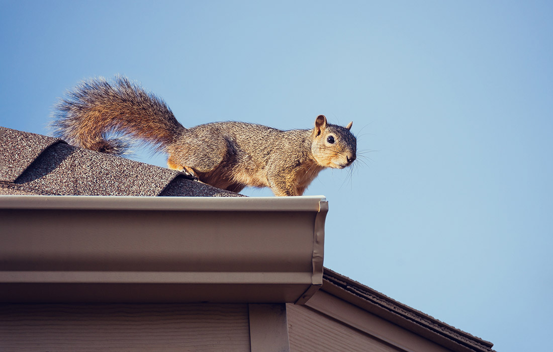 Squirrel on the roof top