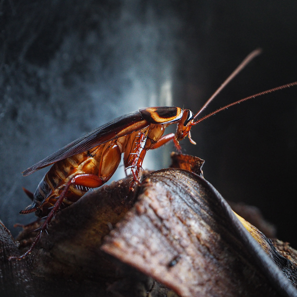 Cockroach Crown Pest Control Cockroach cold weather