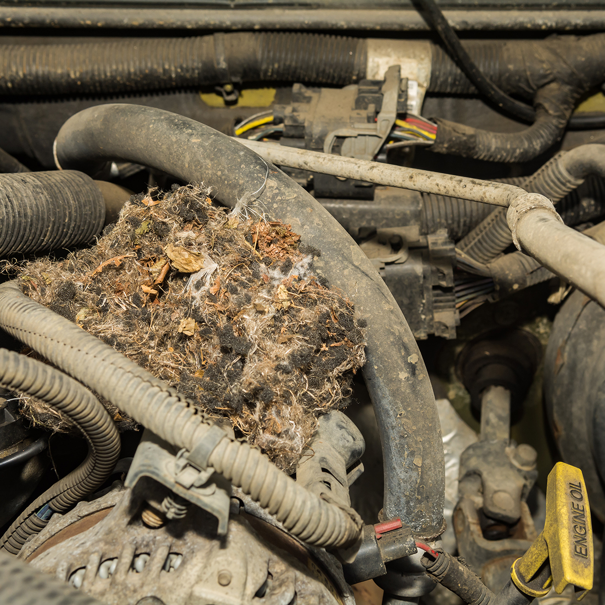 Mice nest on engine block